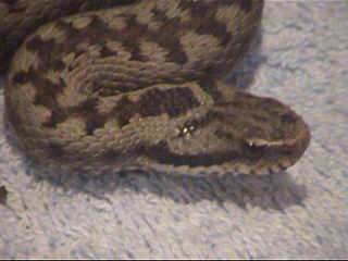 Grey Female European Adder(Vipera berus)-2004(7).JPG [15 Kb]